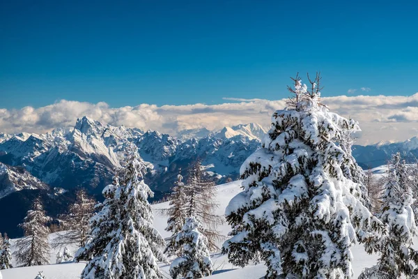 Mount Zoncolan Karniska Alperna Efter Ett Stort Snöfall Udine Provinsen — Stockfoto