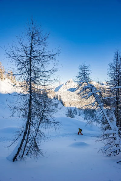 Alpes Cárnicos Depois Uma Grande Queda Neve Província Udine Região — Fotografia de Stock