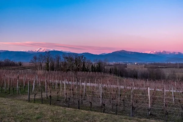 Sun Goes Vineyards Friuli Venezia Giulia — Stock Photo, Image