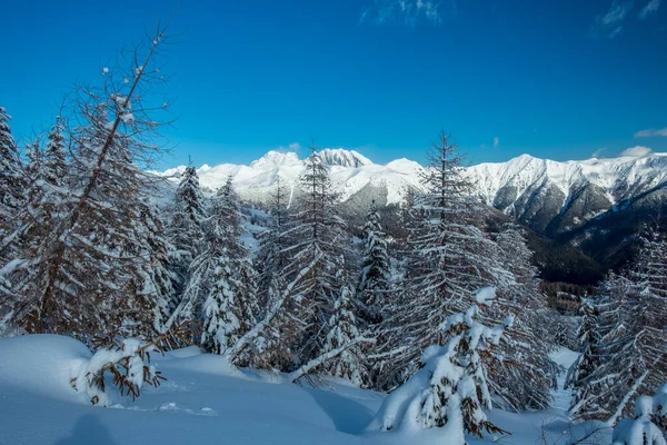 Olhar Para Monte Coglianos Montanha Mais Alta Friuli Venezia Giulia — Fotografia de Stock