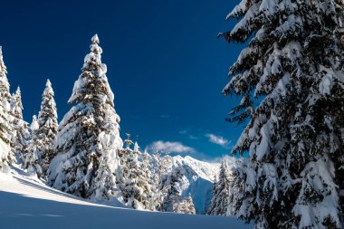 Büyük bir kar yağışı sonrası alaycı alpler. Udine ili, Friuli-Venezia Giulia bölgesi, İtalya