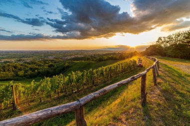 Güneş, Savorgnano del Torre, Friuli Venezia Giulia, İtalya 'nın üzüm bağlarından batıyor.