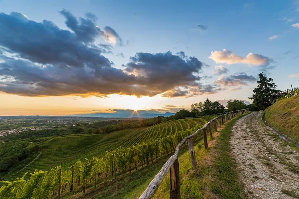 Słońce Zachodzi Nad Winnicami Savorgnano Del Torre Friuli Venezia Giulia — Zdjęcie stockowe