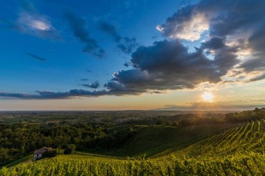 Güneş, Savorgnano del Torre, Friuli Venezia Giulia, İtalya 'nın üzüm bağlarından batıyor.