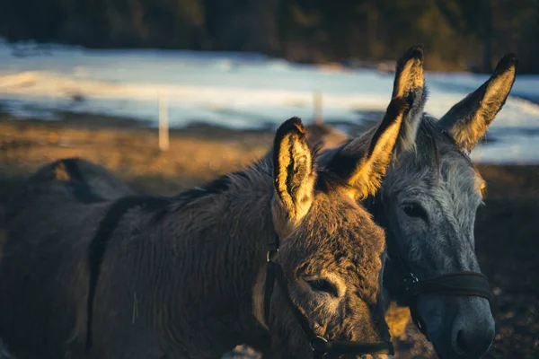 Junge Esel Auf Einer Ranch Den Italienischen Bergen — Stockfoto