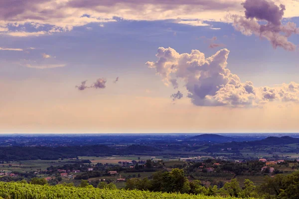 Літом Пополудні Італійські Виноградники Кордоні Словенією — стокове фото