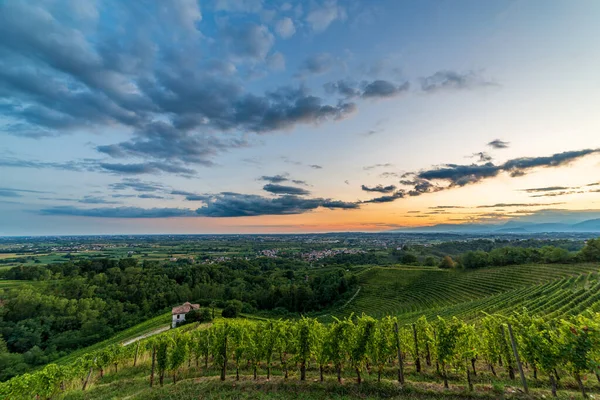 Zon Gaat Onder Boven Wijngaarden Van Savorgnano Del Torre Friuli — Stockfoto