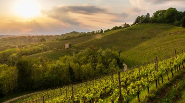 Friuli Venezia-Giulia, İtalya 'daki üzüm bağlarında fırtına