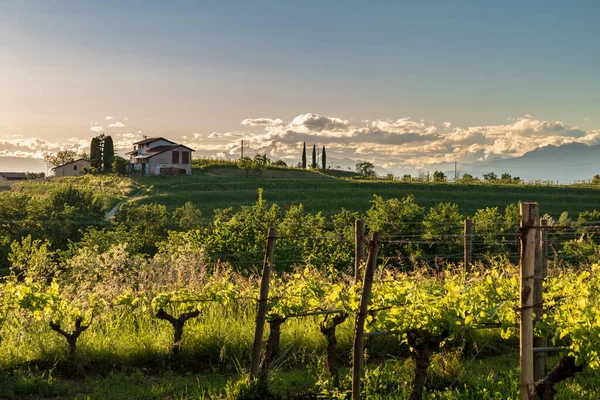Kleurrijke Zonsondergang Wijngaarden Van Rosazzo Udine Friuli Venezia Giulia — Stockfoto