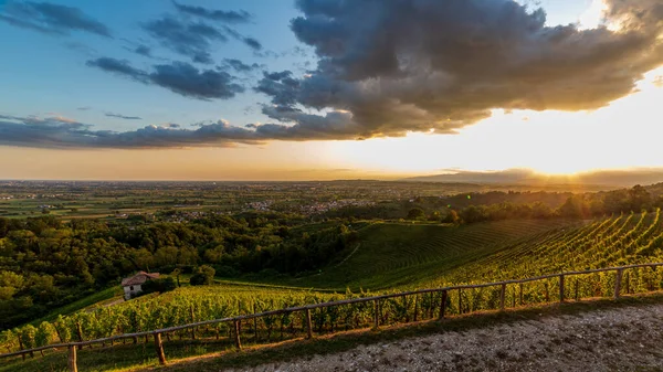 Sol Pone Sobre Los Viñedos Savorgnano Del Torre Friuli Venezia — Foto de Stock