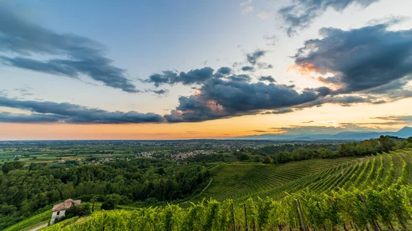 Zon Gaat Onder Boven Wijngaarden Van Savorgnano Del Torre Friuli — Stockfoto