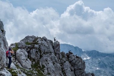 Julian Alplerinde Montasio Dağı 'nda Steinbocks, bir yaz günü.