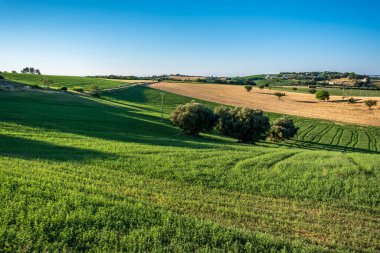 Numana köyünden Marş 'ın tarlalarında gün doğumu