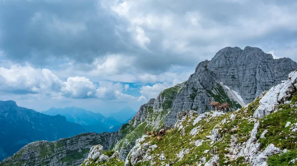 Steinbocks Sur Mont Montasio Dans Les Alpes Juliennes Une Journée — Photo