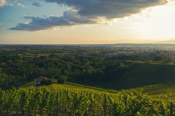 Sol Pone Sobre Los Viñedos Savorgnano Del Torre Friuli Venezia — Foto de Stock