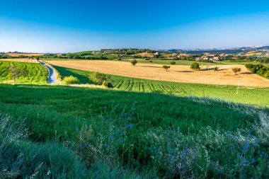 Numana köyünden Marş 'ın tarlalarında gün doğumu