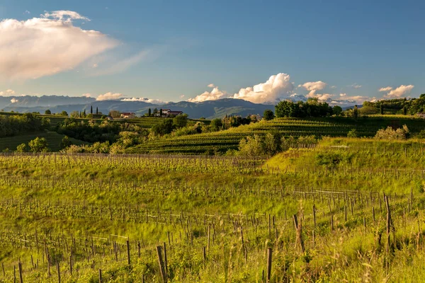 Kolorowy Zachód Słońca Winnicach Rosazzo Udine Friuli Venezia Giulia — Zdjęcie stockowe