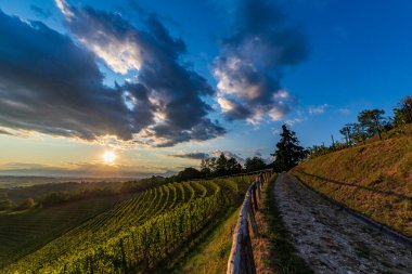 Güneş, Savorgnano del Torre, Friuli Venezia Giulia, İtalya 'nın üzüm bağlarından batıyor.
