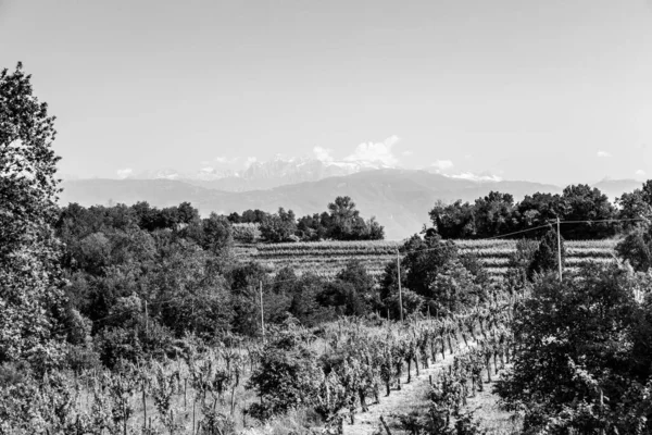 Vinhas Buttrio Dia Verão Collio Friulano Província Udine Friuli Venezia — Fotografia de Stock