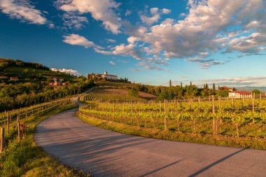 Rosazzo, Udine, Friuli Venezia-Giulia üzüm bağlarında renkli günbatımı