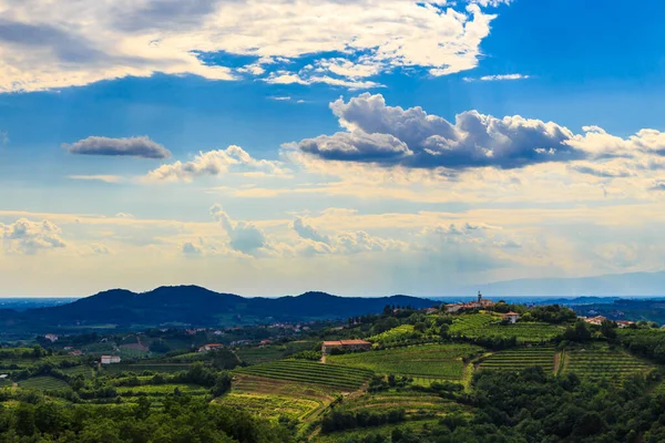 Italian Vineyards Border Slovenia Summer Afternoon — Stock Photo, Image