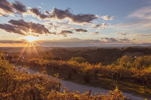 太陽がCollio Friuli Venezia Giula Italyのブドウ畑に沈む — ストック写真