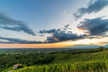 Güneş, Savorgnano del Torre, Friuli Venezia Giulia, İtalya 'nın üzüm bağlarından batıyor.