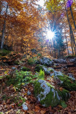 Fusine gölleri yakınında sonbahar günü, Friuli-Venezia Giulia, İtalya