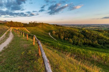 Güneş, Savorgnano del Torre, Friuli Venezia Giulia, İtalya 'nın üzüm bağlarından batıyor.
