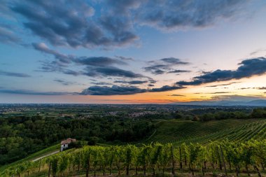 Güneş, Savorgnano del Torre, Friuli Venezia Giulia, İtalya 'nın üzüm bağlarından batıyor.