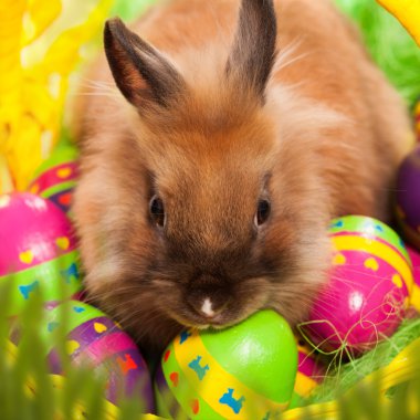 Sepette yumurta Paskalya tavşanı