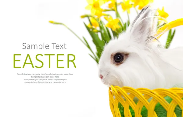 Funny white rabbit in basket — Stock Photo, Image