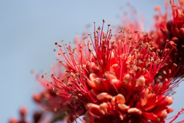 izole kırmızı çiçek çiçekler 