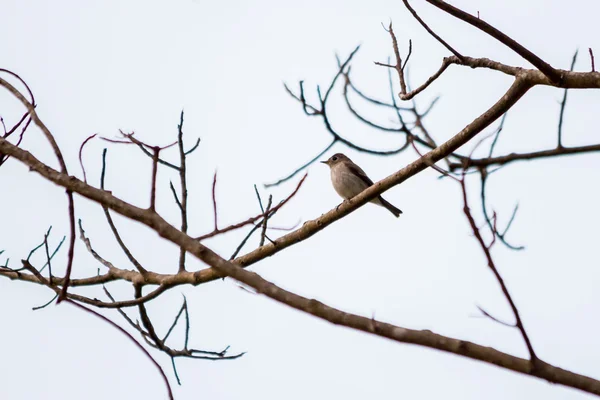 A little bird on the lifeless branches — Stock Photo, Image