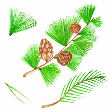 Suluboya elle boyanmış doğa kış bitkisi dala yeşil köknar iğnesi ve kahverengi koni kompozisyon koleksiyonu Yeni yıl kartı tasarımı için beyaz arka planda izole