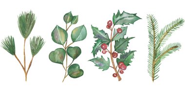 Suluboya el ile boyanmış doğa kış tatili seti yeşil köknar dalları, ladin, okaliptüs yaprakları ve kutsal kırmızı böğürtlen koleksiyonu beyaz arka planda noel tasarımı için izole edildi