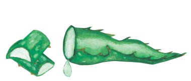 Watercolor hand painted nature greenery composition with green aloe branch, slices and juice botanical succulent set isolated on the white background for design elements