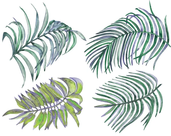 Aquarel Met Hand Geschilderde Natuur Tropische Planten Set Met Vier Stockfoto