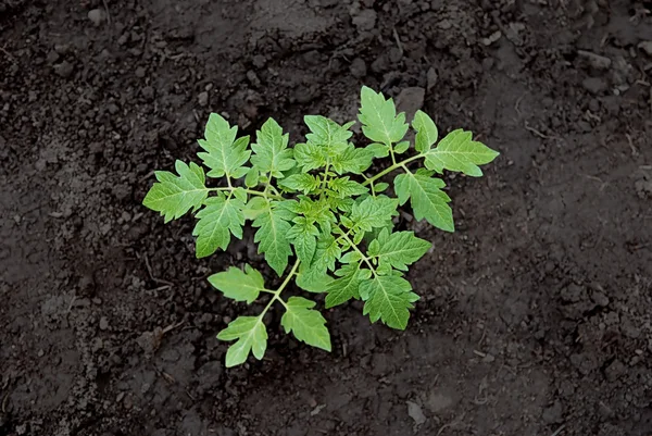 Tomato plant — Stock Photo, Image