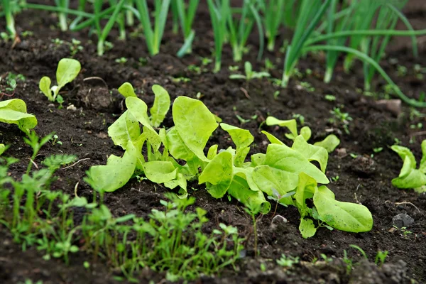 Vegetable garden — Stock Photo, Image