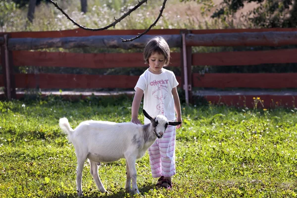 Stroking goat — Stock Photo, Image