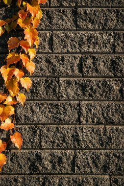 tuğla 3 yapraklarda