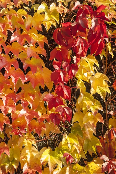 Blätter Muster 3 — Stockfoto