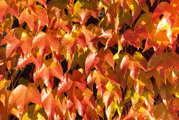 Blätter Muster 2 — Stockfoto
