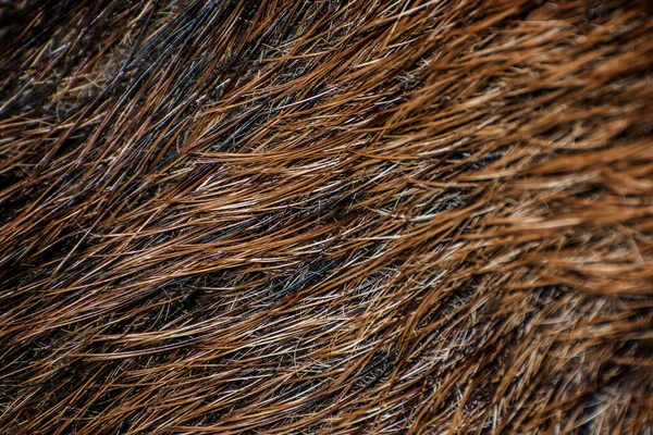 Closeup Wild Boar Fur Texture Background Shallow Depth Field Sdf — Stock Photo, Image