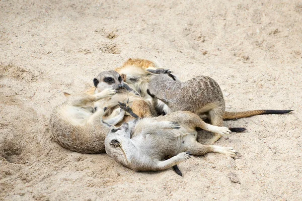 Meerkat Ailesi Kumda Oynuyor — Stok fotoğraf