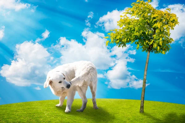 Pes Kousání Jeho Ocas Přes Zelenou Louku Proti Modré Obloze — Stock fotografie