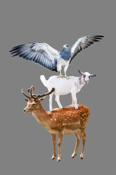 Funny Collage Three Animals Deer Eagle Goat Standing Trick Acrobatic — стоковое фото