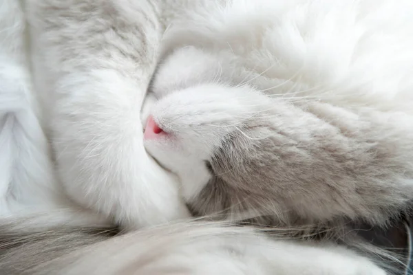 Sleeping White Ragdool Cat Rolled Ball Close Shallow Depth Field — Stok fotoğraf