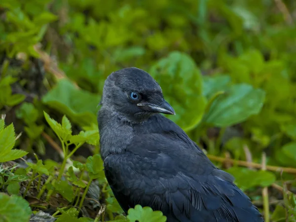 Nature — Stock Photo, Image